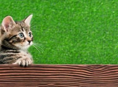 猫能不能喝牛奶？取决于它是否有乳糖不耐症