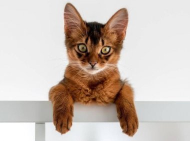 猫癣会传染人吗？早知道早预防