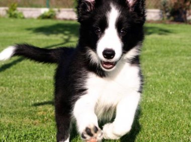 边境牧羊犬粘人怎么办？总有一些办法适合你