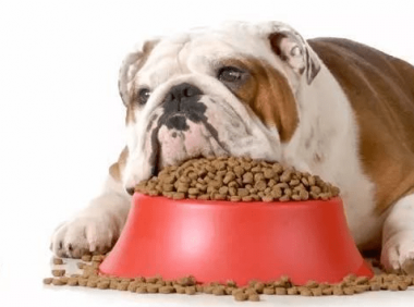 狗粮怎么选,它的健康你来选择!