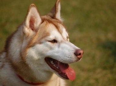 狗腿断了能自己长好吗?也要看具体情况