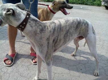 惠比特犬与格力犬区别,两者详细对比分析