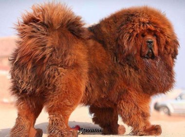 藏獒和狼谁厉害？来看看详细的对比