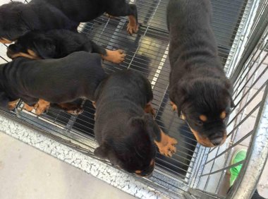 罗威纳幼犬怎么训练?训练方法大收罗