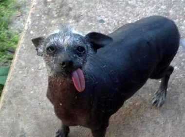 世界上最丑的狗,丑的有点不一样