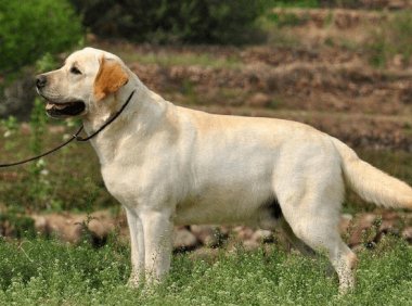 贵宾犬和拉布拉多哪个好养?综合来比一比