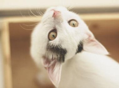 猫狂犬病症状,让人毛骨悚然