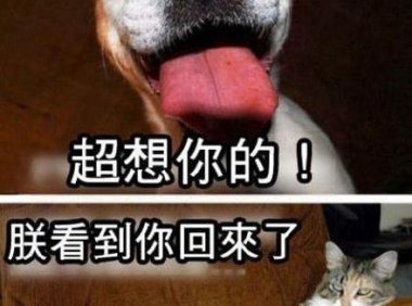 养猫还是养狗~来围观能否满足你的心意