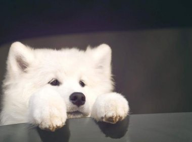 萨摩耶爱叫怎么办？可以试试这几招