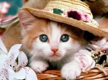 猫能吃鸡蛋吗？慎之慎之