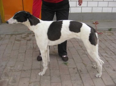 灵缇犬如何训练?这些小技巧你可了解