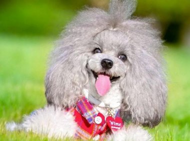 贵宾犬是大型犬吗?它们也是分了好几种的