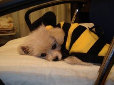 小狗拉稀怎么办，莫慌几种常用药来帮你