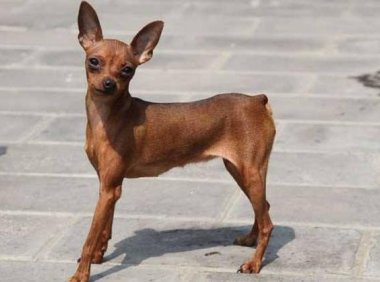 小鹿犬适合什么人养?先来了解下它的优缺点