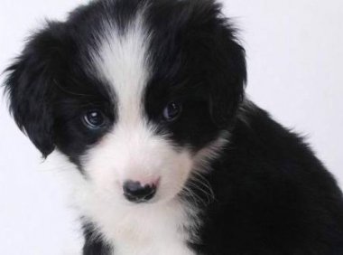 边境牧羊犬需要剃毛吗?行动前请先看完这些