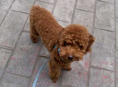 泰迪狗多少钱一只?大概价格其实是这么多