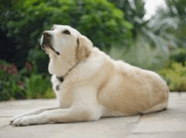 拉布拉多怀孕注意什么事项,这几点尤其小心