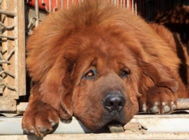 藏獒会咬主人吗?也得看你对它好不好