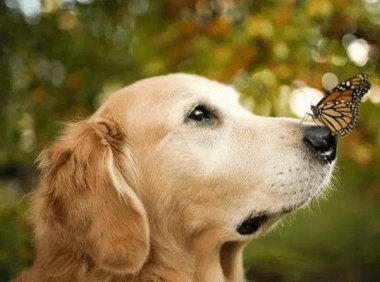 博美好还是金毛好？这就要看个人喜好了