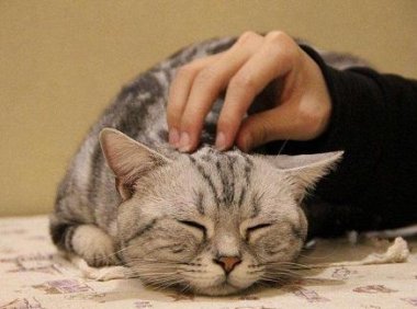 被猫抓伤出血怎么办?一般的建议是这样的