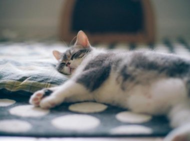 猫不吃不喝能活几天，都是熬出来的