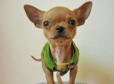 吉娃娃衣服怎么做？伺候好它不容易