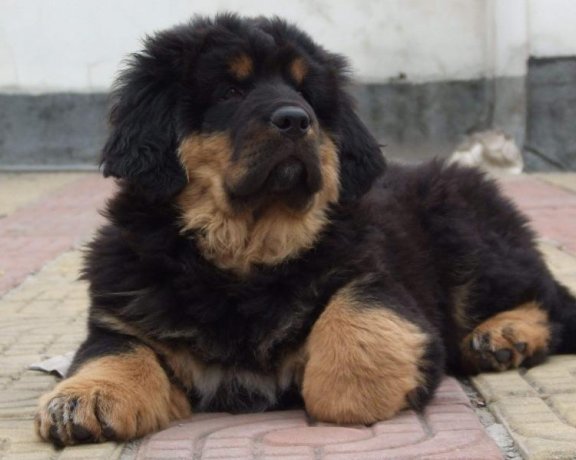 藏狗和藏獒的区别，名字上就能看出一二