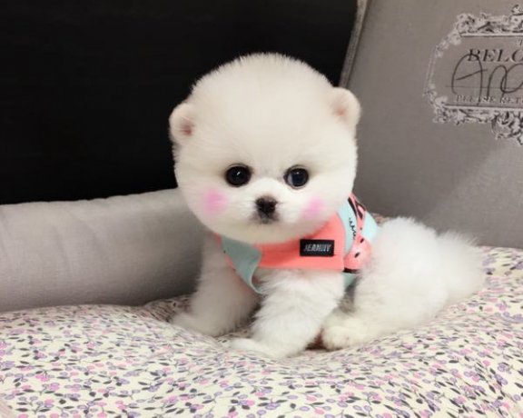 俊介犬的脾气好不好，别犬无法替代