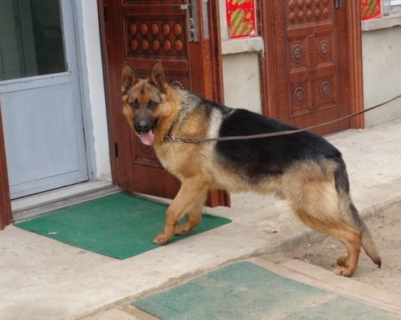 狼青和黑背哪个厉害？比一比就知道了