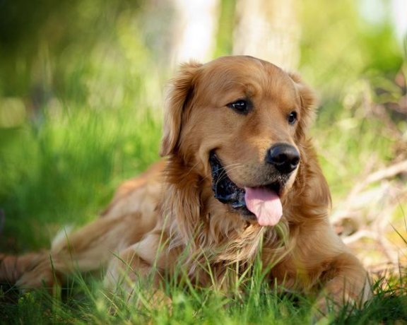 金毛吃什么长得快？金毛吃什么身体好