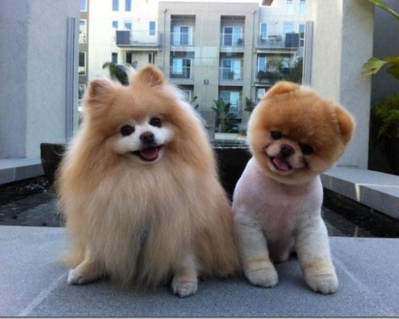 白色博美分几个品种，基本上就这几个