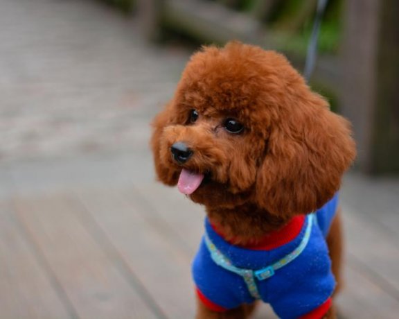 泰迪吃蛋黄有什么好处？一二句话说不清