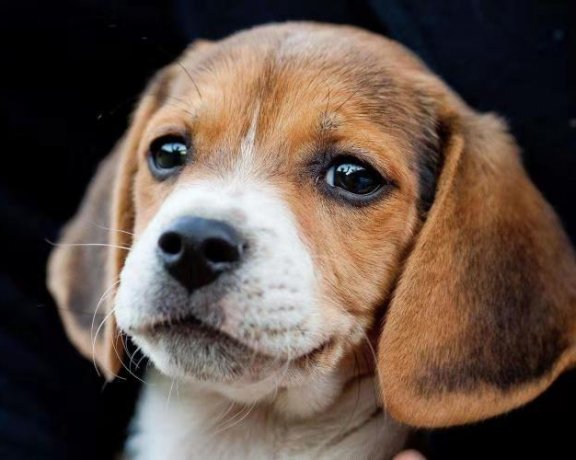 比格犬如何训练，了解比格犬训练小技巧