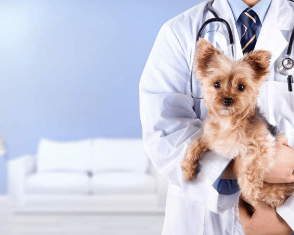 小狗有点拉稀怎么办 宠舍专家教你对症下药