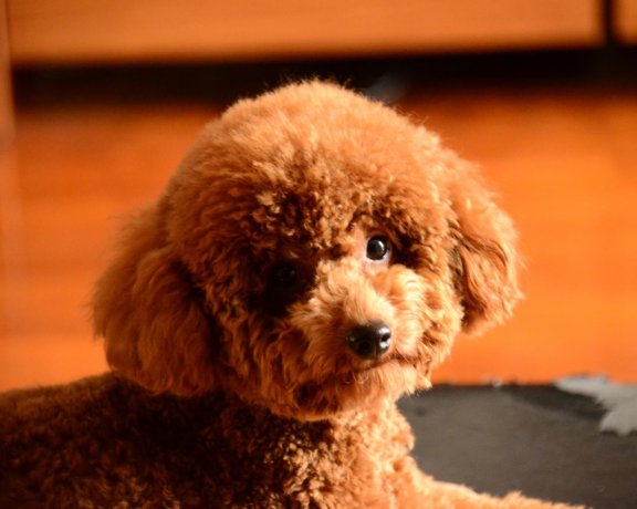 适合家养的小型犬，有没有你家狗狗